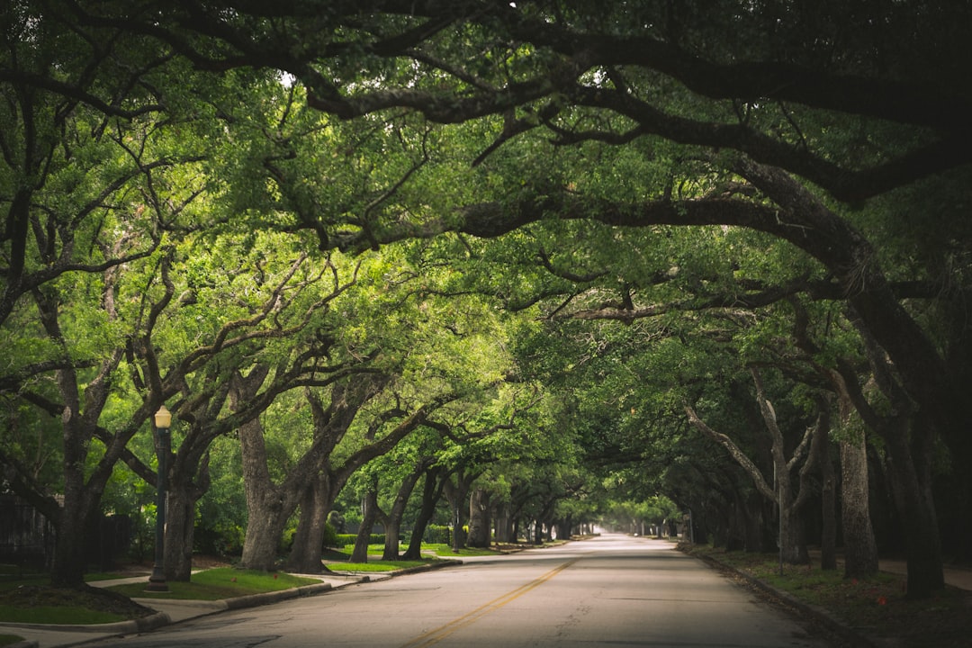 Exploring River Oaks: A Houston Gem